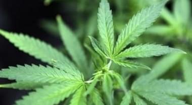 Louisiana governor signs law making medical marijuana accessible to people
