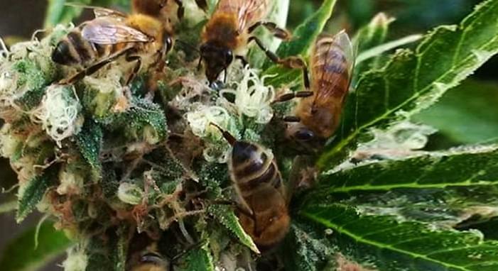 Man Trains Bees To Make Honey From Marijuana