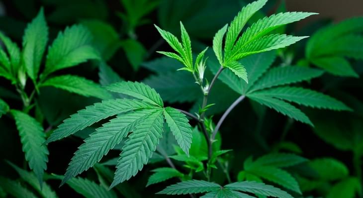 Marijuana fight returning to Legislature this session