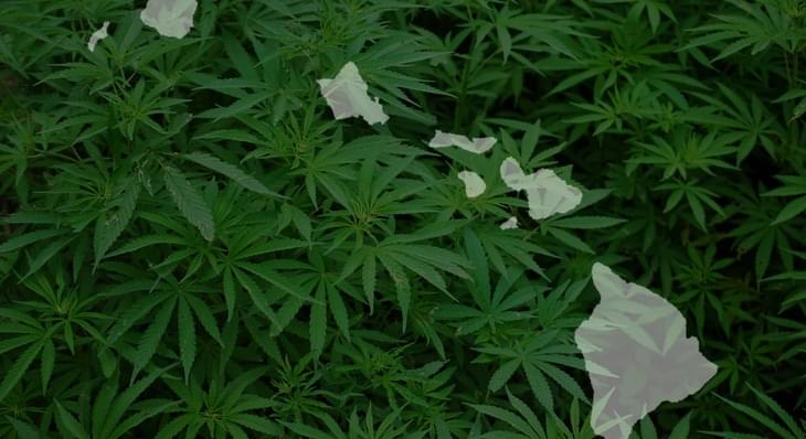 Marijuana might reverse heart failure, University of Hawaii study finds