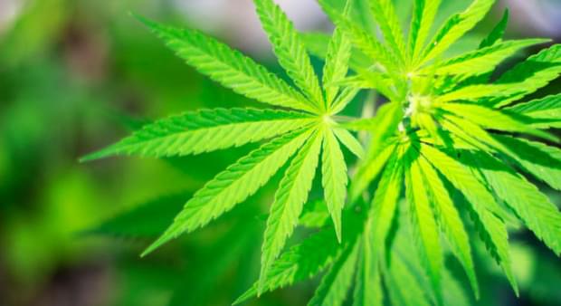 Marijuana Supporters Urge State Panel Not To Revise Recreational Pot Law