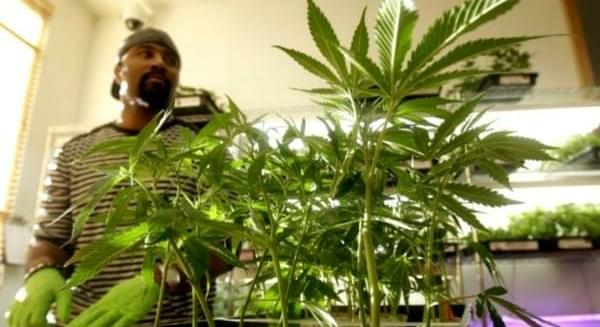 Med pot shops could sell recreational marijuana under proposal