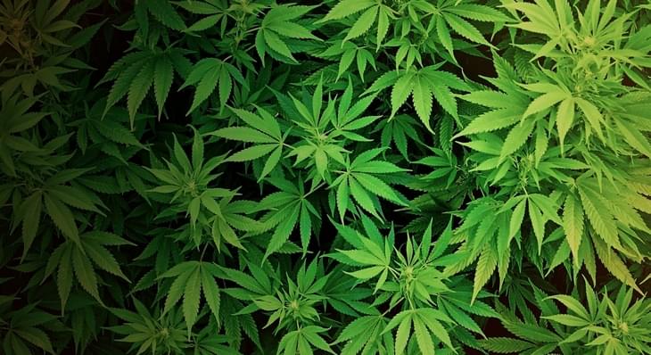 Medical marijuana bills to be heard by House panel today following veterans' plea