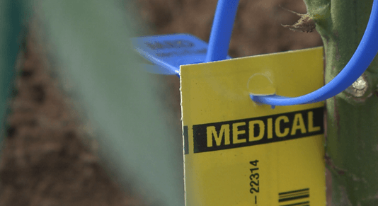Medical marijuana in NY soon available for chronic pain