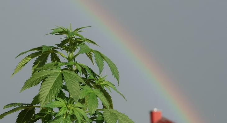 Mike Tyson breaks ground on 40-acre marijuana ranch in California