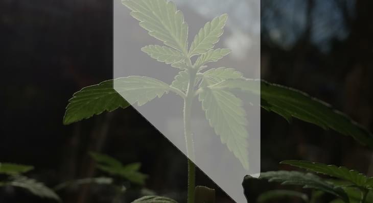 Nevada Tax Commission again says no to liquor distributors in marijuana fight