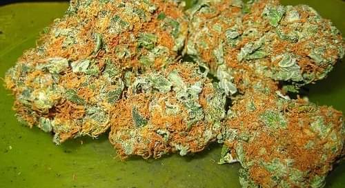 New Jersey Sees A Fifth Medical Marijuana Dispensary Open
