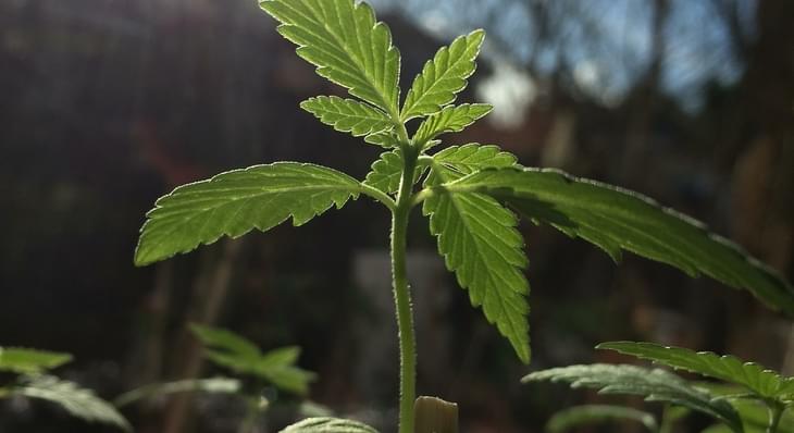 NYPD will now ticket, not arrest most marijuana smokers in city
