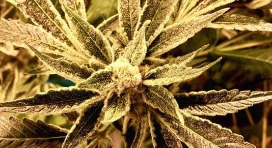 Oregonians can buy recreational marijuana tax-fee until next year