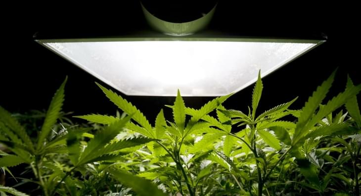 Palm Beach County supports creating marijuana arrest alternative