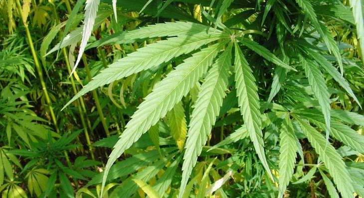 Police Searches Drop Dramatically in States that Legalized Marijuana