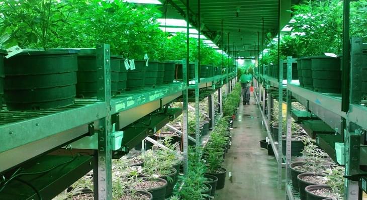 Puerto Rico’s Medical Marijuana Industry Takes a Hit Due to Hurricane