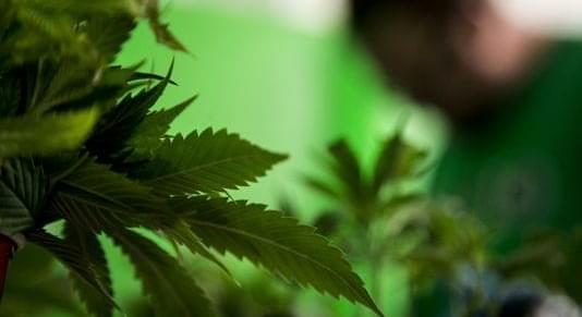 Recreational marijuana: Arizona voters may get say this November