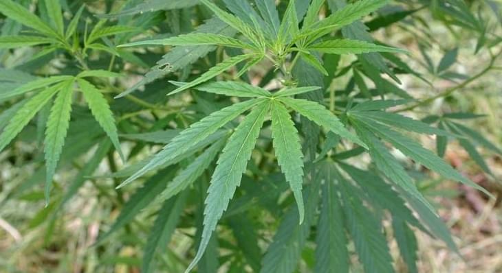 RECREATIONAL MARIJUANA ON 2016 FLORIDA BALLOT? PETITION NEEDS 683,000 SIGNATURES