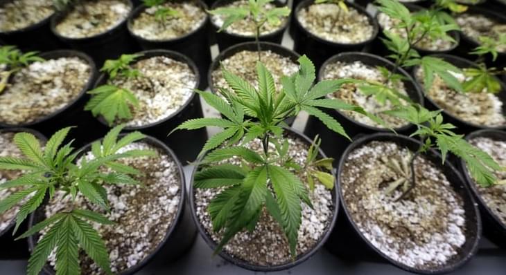 Recreational Marijuana Sales Begin In Oregon This Week