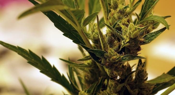 Researchers need volunteers to smoke marijuana for study