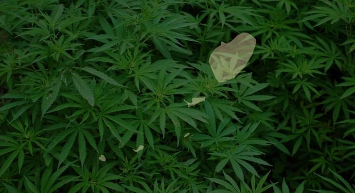 Saint Vincent Says 'No' to Recreational Marijuana, Will Explore Medical Industry
