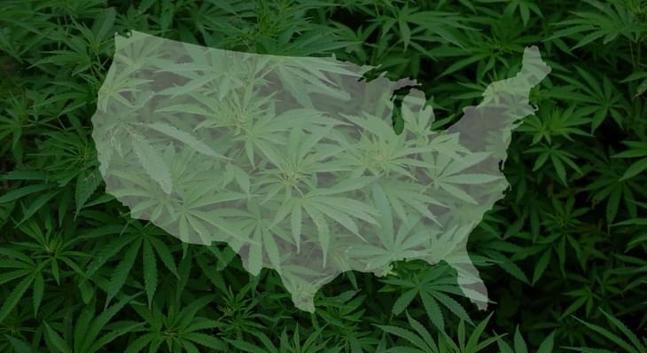 Senators call for DOJ to stop blocking medical marijuana research