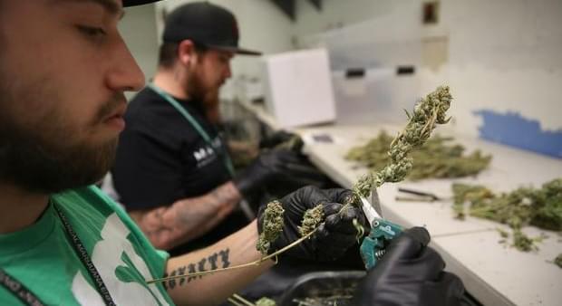 Study: Marijuana has $2.4 billion economic impact on state