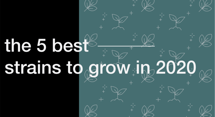The 5 Best Strains to Grow in 2020