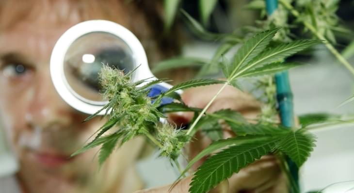 The DEA is looking for candidates to grow marijuana for research - but will it find any takers?