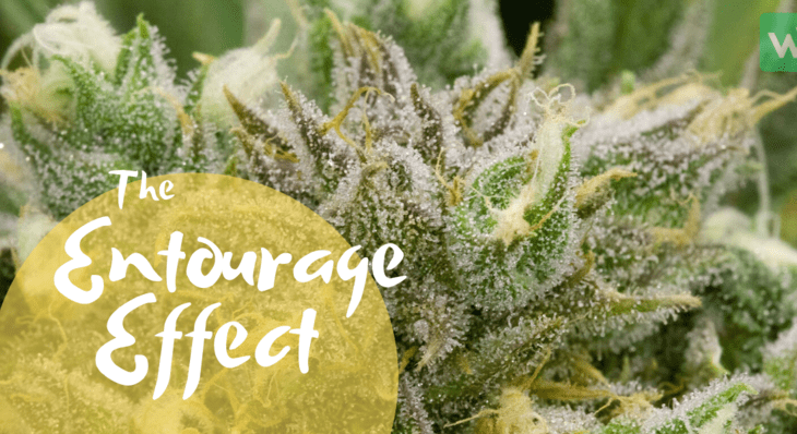 The Entourage Effect: How to Get the Most Out of Your Cannabis