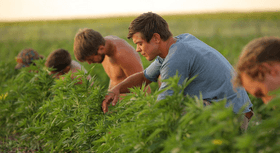 The Government Wants to Buy 12 Acres of Marijuana for Research