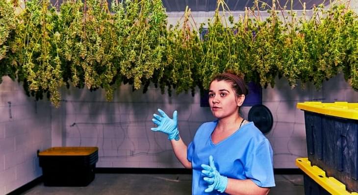 The Rabbis Are Here to Inspect the (Legal) Weed