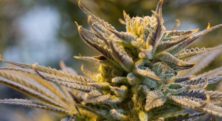 THOSE BATTLING MULTIPLE SCLEROSIS SAY MEDICAL MARIJUANA RELIEVES SYMPTOMS