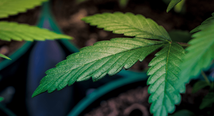 Top 8 Tools to Help You Grow Your Own Cannabis