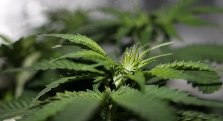 Traveling with Medical Marijuana? What the TSA Wants You to Know
