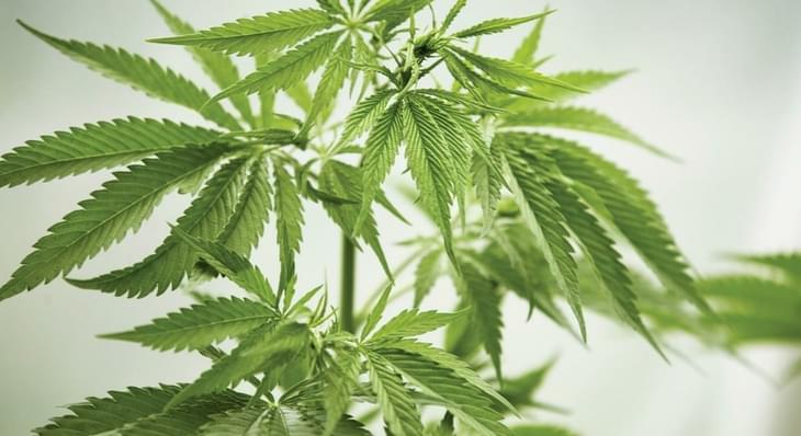 Volusia County Council passes marijuana decriminalization ordinance