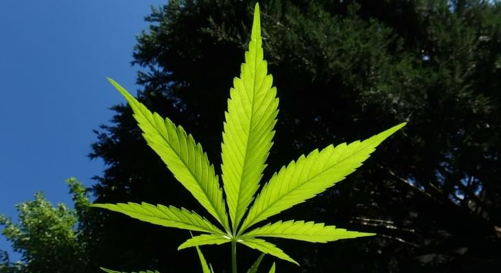 Wash U study finds no increase in youth marijuana use in states with reduced penalties