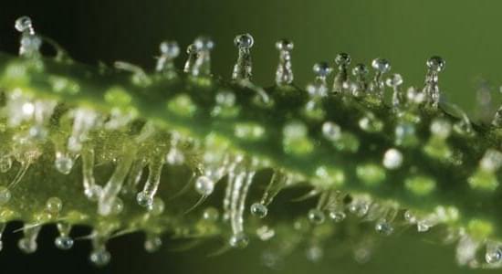 What Are Trichomes and What Do They Do?