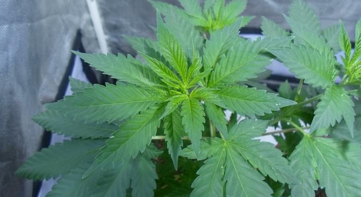 What Republicans are saying about Jeff Sessions’s war on marijuana