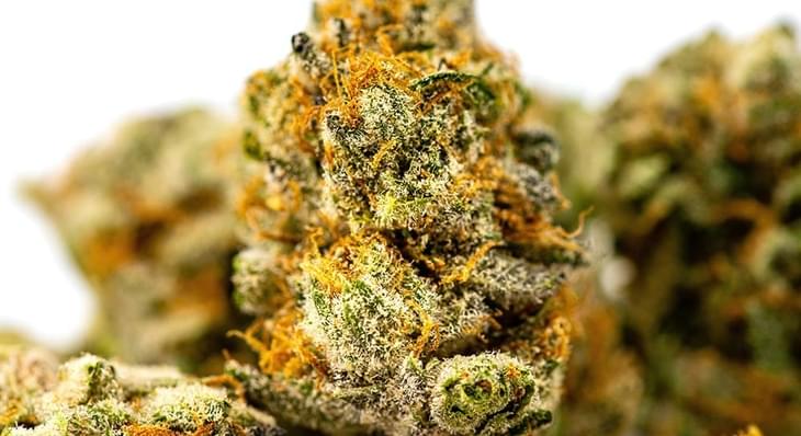 What to Do if Your Weed Gets Wet