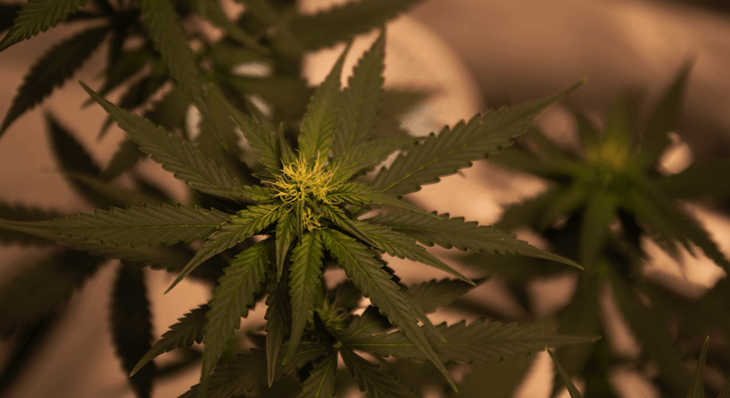 What's Next for Arizona's Adult-Use Cannabis Market?