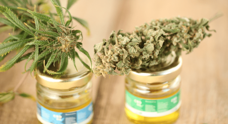Why is France Giving Away Free Weed?