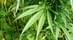 Where's Weed