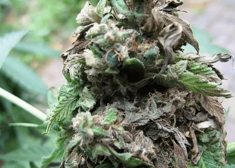 Growing 101: How to Prevent & Fix Bud Rot