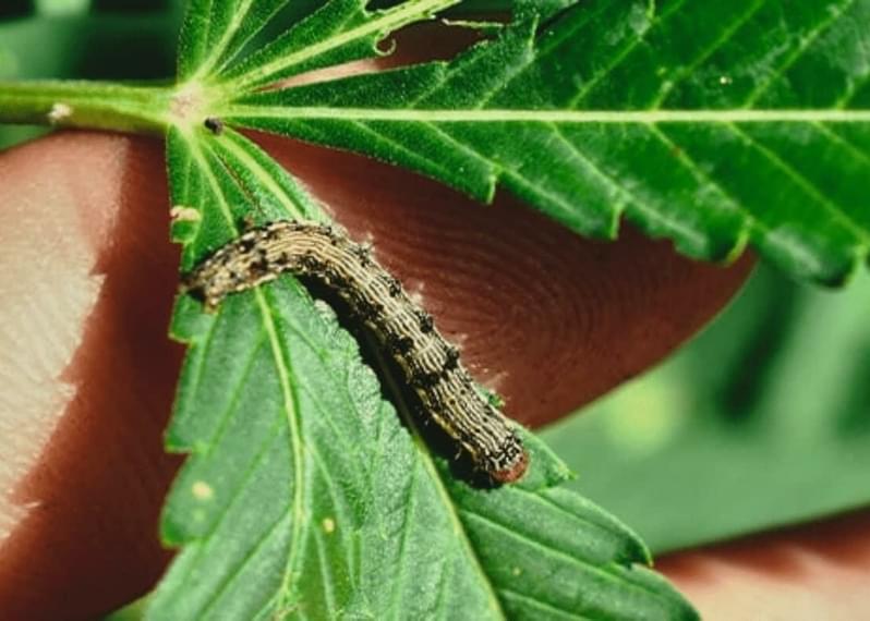 Stoney Critters: How to Deal with a Caterpillar Infestation on Cannabis Plants