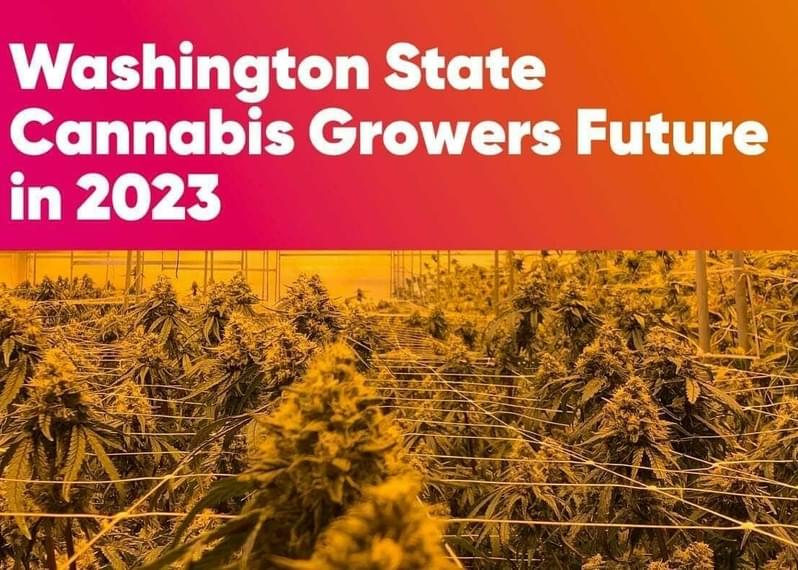 Washington State Cannabis: The Future of Growers in 2023