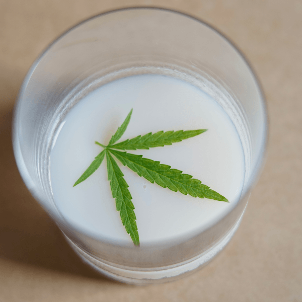 Cannabis Milk aka Cannamilk Recipe - Mighty News