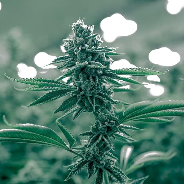 5 Different Marijuana Growth Cycle Stages | Growing ...