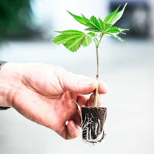 How to Clone Cannabis Growing Where's Weed Blog