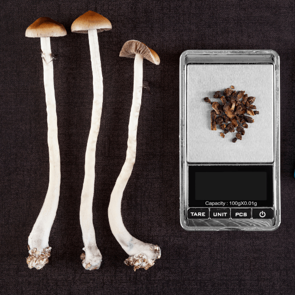 Psilocybin The Next Plant Based Medicine to be Legalized? Education