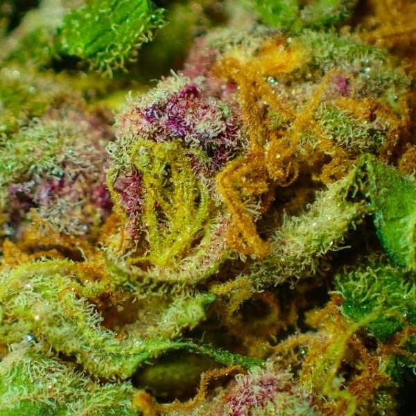 Purple Cannabis Why You Should Care About Color Education Where S