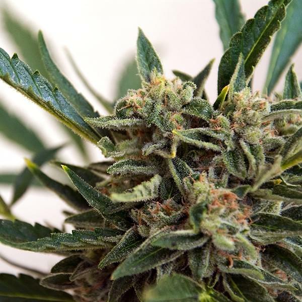 What are THCa and CBDa Cannabinoids | Education - Where's Weed Blog