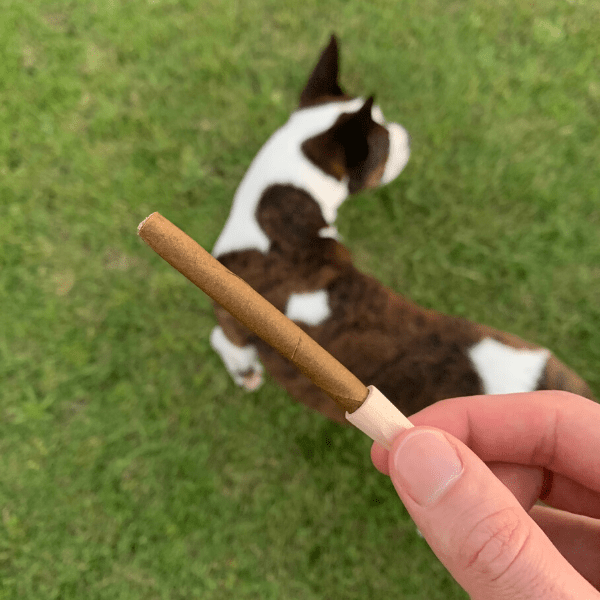 what-to-do-when-your-dog-eats-weed-education-where-s-weed-blog