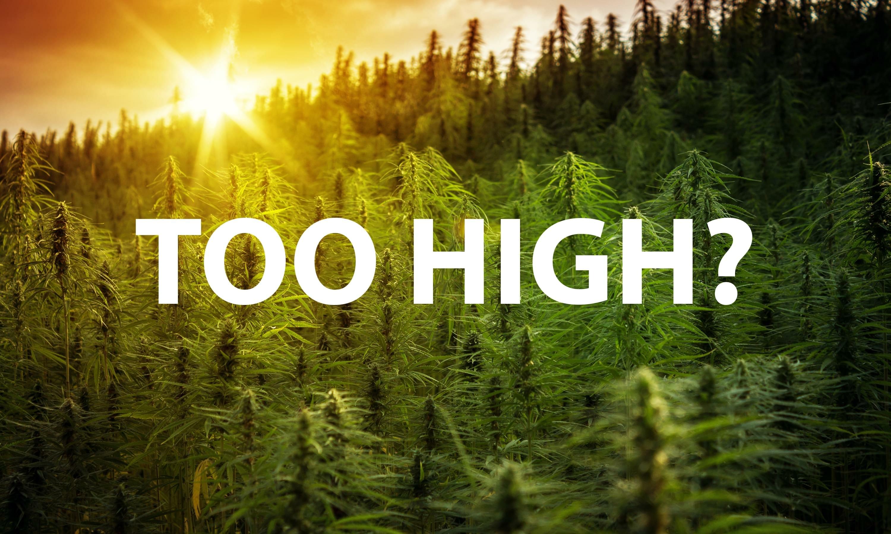 Too High? How to Sober Up from Cannabis Overconsumption | Health